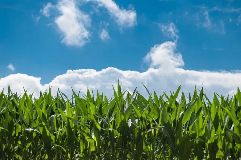 corn field clouds