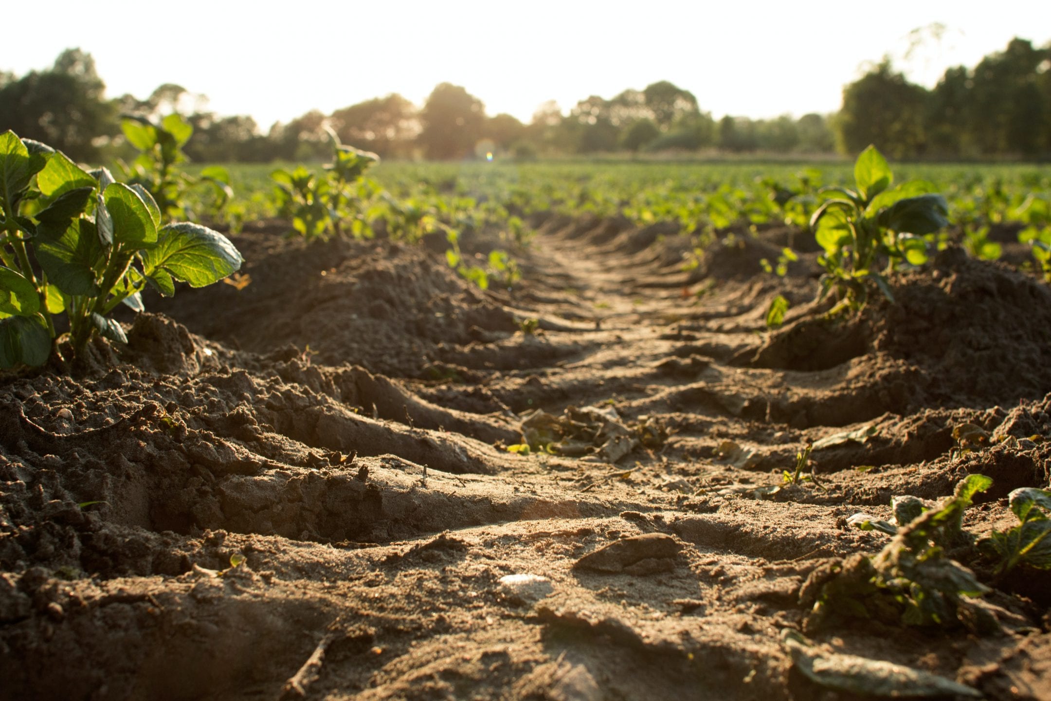 Remediation and Reclamation